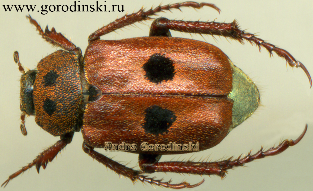 http://www.gorodinski.ru/scarabs/Hoplia nigromaculata.jpg